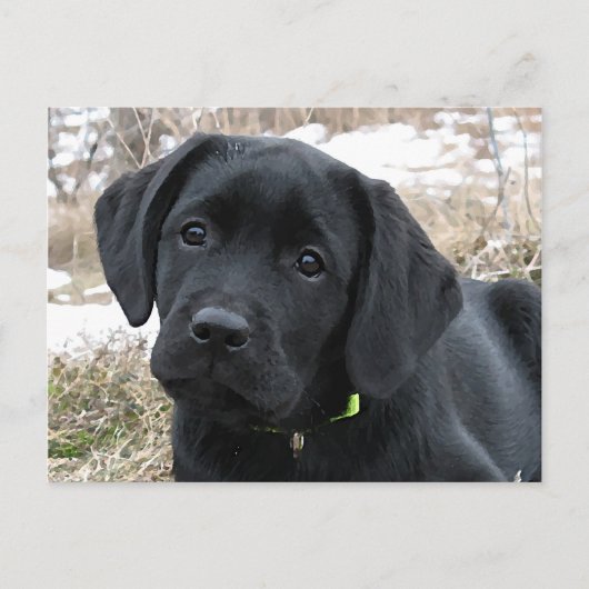 In afwachting van Lente - Labrador Puppy - Zwart L Briefkaart (Voorkant)