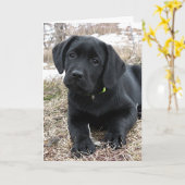 In afwachting van Lente - Labrador Puppy - Zwart L Kaart (Gele Bloem)
