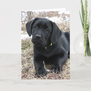 In afwachting van Lente - Labrador Puppy - Zwart L Kaart
