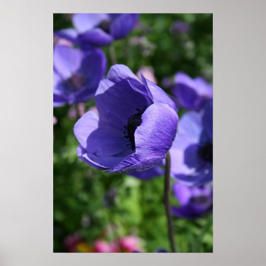 In blauw Anemone Floral Photography Poster (Voorkant)