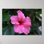 In Bloom Poster (Voorkant)