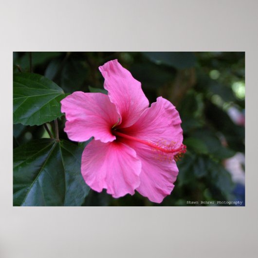 In Bloom Poster (Voorkant)