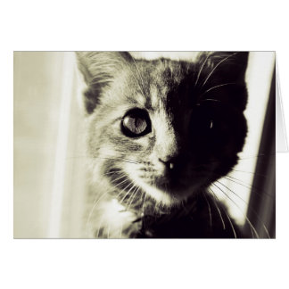 In Broad Black en White Daylight