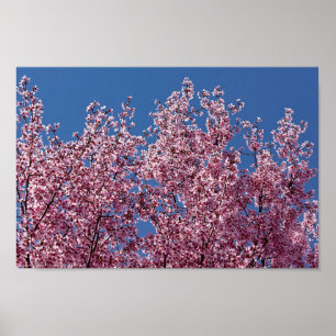 In de Blauwe Tegel van de Japanse Cherry Blossom Poster