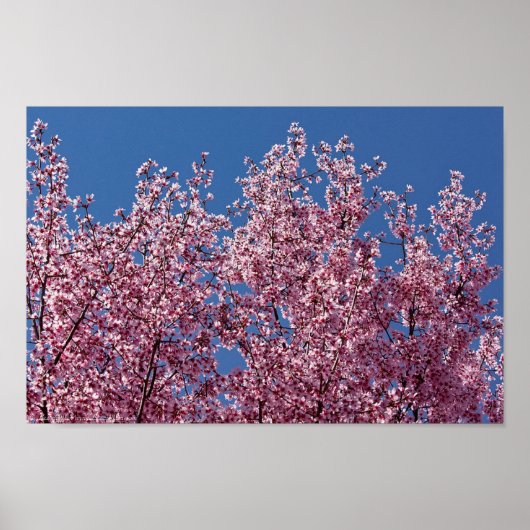 In de Blauwe Tegel van de Japanse Cherry Blossom Poster (Voorkant)