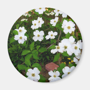 In de Bloesems van de Kornoelje van de Tuin ~ Magneet