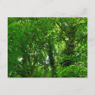 In de bomen briefkaart
