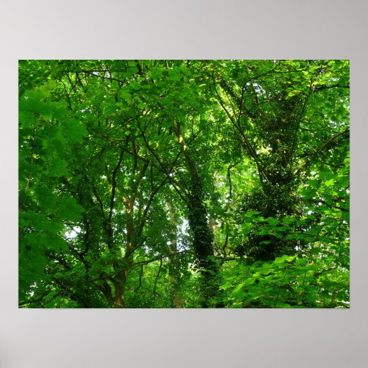 In de bomen poster (Voorkant)