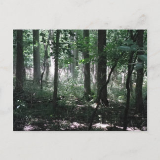 In de Bossen Briefkaart