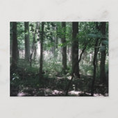 In de Bossen Briefkaart (Voorkant)