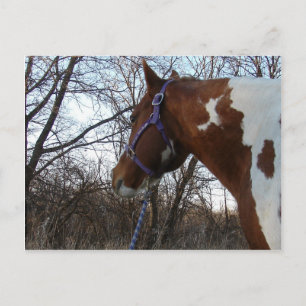 In de Bossen die ik zie Briefkaart