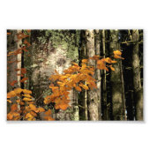 In de bossen foto afdruk (Voorkant)