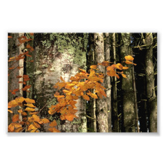 In de bossen foto afdruk