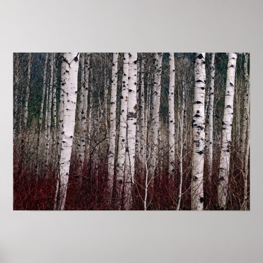 In de Bossen. Poster (Voorkant)