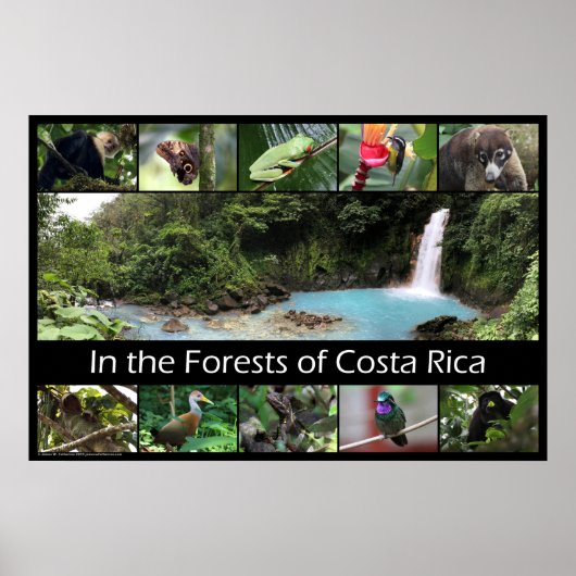 In de bossen van Costa Rica Poster (Voorkant)
