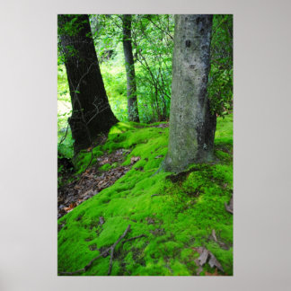 In de bossen van Nimisilla lopen met bomen Poster