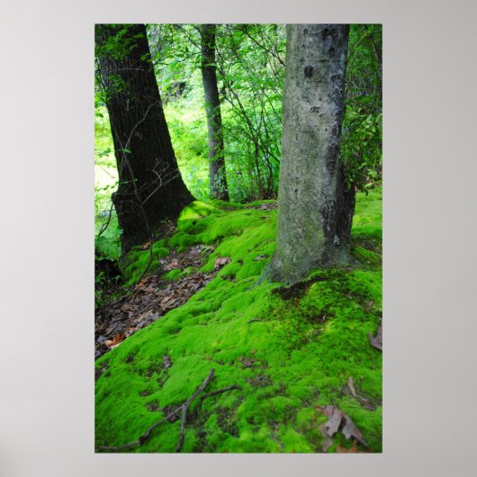 In de bossen van Nimisilla lopen met bomen Poster (Voorkant)