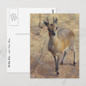 In de dierentuin - ansichtkaart briefkaart (Voorkant / Achterkant)