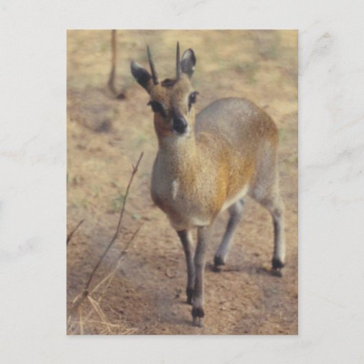 In de dierentuin - ansichtkaart briefkaart (Voorkant)