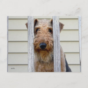 "In de Doghouse" Briefkaart