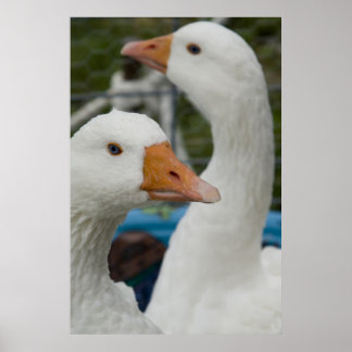 In de Fowl Barn Poster