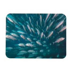 In de krikken magneet