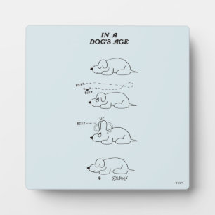 In de leeftijd van een hond fotoplaat