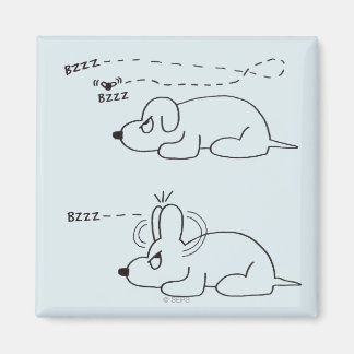 In de leeftijd van een hond magneet
