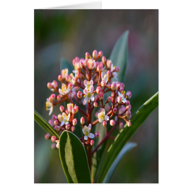  in de lente (Voorkant)