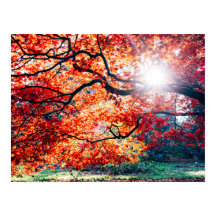 IN DE MAGISCHE KLEUREN VAN DE HERFST