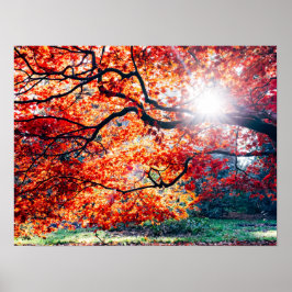 IN DE MAGISCHE KLEUREN VAN DE HERFST POSTER