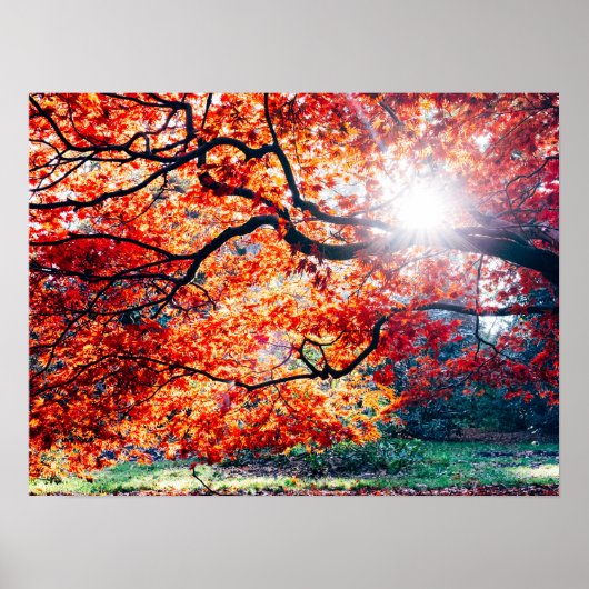 IN DE MAGISCHE KLEUREN VAN DE HERFST POSTER (Voorkant)