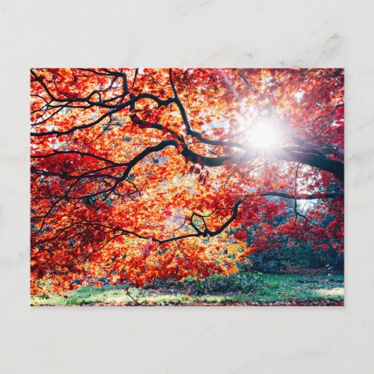 IN DE MAGISCHE KLEUREN VAN HET HERFST BRIEFKAART (Voorkant)