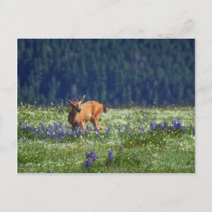 In de Meadow Briefkaart