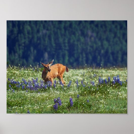 In de Meadow Poster (Voorkant)