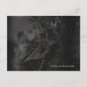 In de pine briefkaart (Voorkant)