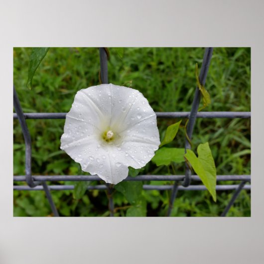 in de regen poster (Voorkant)