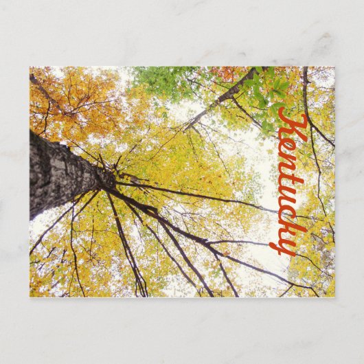 In de Trees door JerseyFawn Briefkaart (Voorkant)