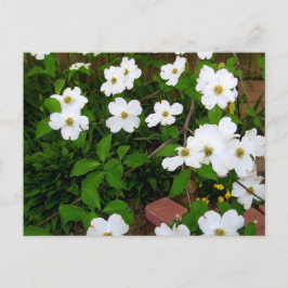 In de tuin ~ Dogwood Blossom Briefkaart