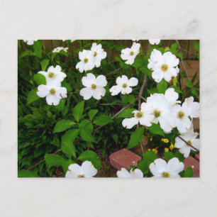 In de tuin ~ Dogwood Blossom Briefkaart