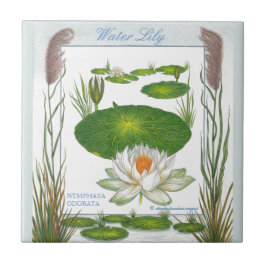 In de tuin ~ Water Lily Tile Tegeltje