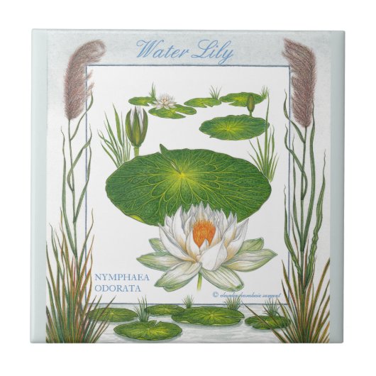 In de tuin ~ Water Lily Tile Tegeltje (Voorkant)