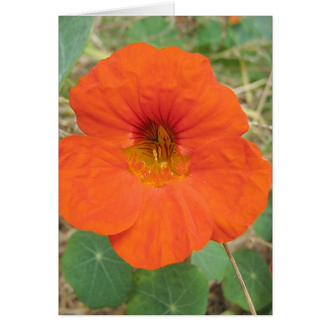 In de velden van de Flander (Voorkant)