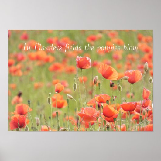 In de Vlaamse velden blazen de papavers de klap Poster (Voorkant)