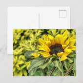 In de zon starend... briefkaart (Voorkant / Achterkant)