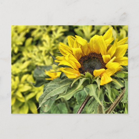 In de zon starend... briefkaart (Voorkant)