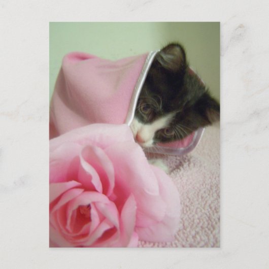 in doll blanket Kitten Briefkaart (Voorkant)