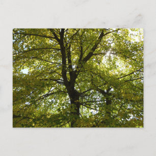 In een gele esdoorn herfst briefkaart