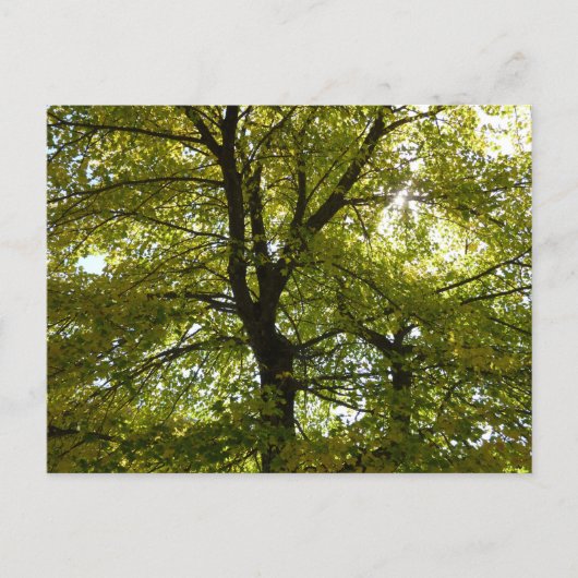 In een gele esdoorn herfst briefkaart (Voorkant)