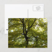 In een gele esdoorn herfst briefkaart (Voorkant / Achterkant)